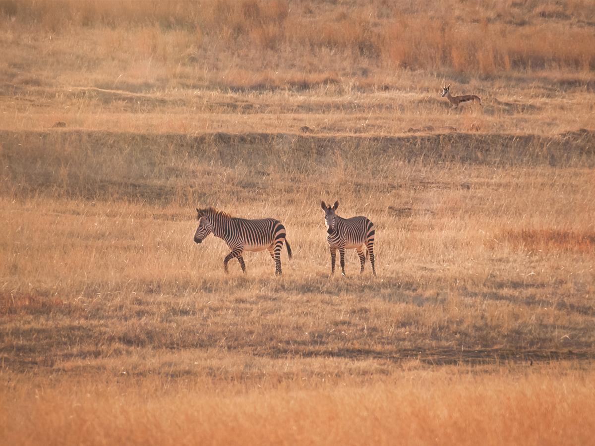 Kloofzicht Lodge & Spa クルーガーズドープ エクステリア 写真 Zebras in the park