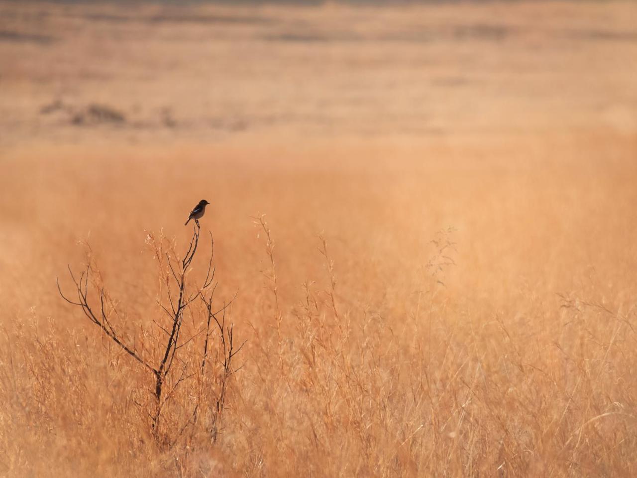 Kloofzicht Lodge & Spa クルーガーズドープ エクステリア 写真 A male in the Serengeti National Park, Tanzania